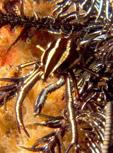 Squat Lobster in Crinoid, Dumaguete, Philippines. by Marylin Batt 